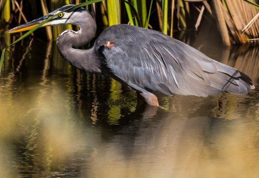 heron-wading
