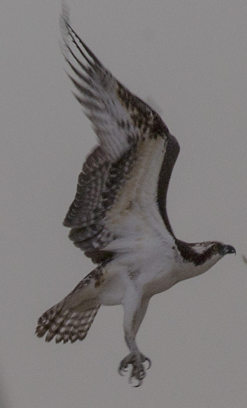 osprey-in-flight