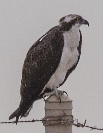 osprey-pole