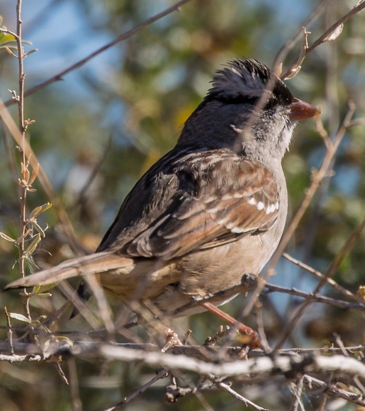 crown-sparrow