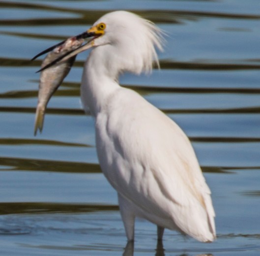 snowy-with-fish-13aaa